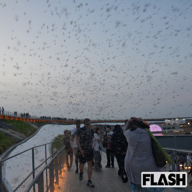 【空が黒く染まった！】大阪万博　ユスリカ大量発生を徹底検証…根本原因は鳥が消えた“環境破壊”3年前の警告が現実に